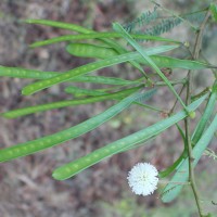 Leucaena leucocephala (Lam.) de Wit